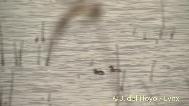 カイツブリ（ruficollis グループ） - ML201412251