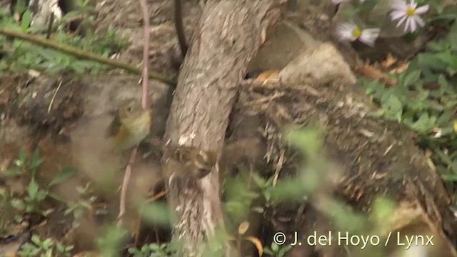 Rustic Bunting - ML201412261