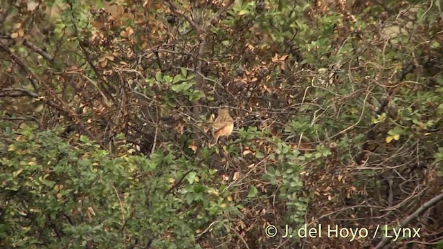 Amur Stonechat - ML201412321