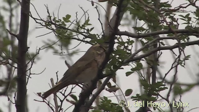 drozd rezavý - ML201412361