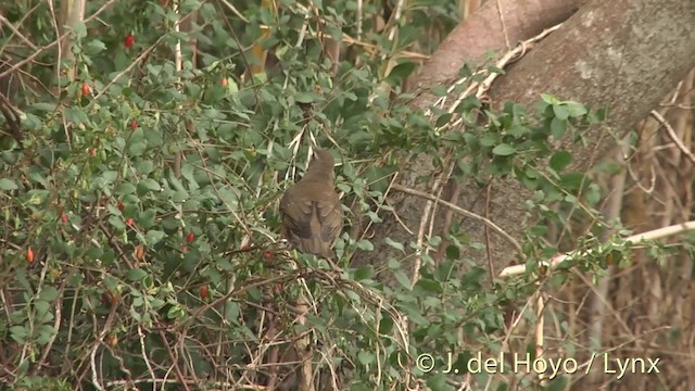 קיכלי אפור-חזה - ML201412371