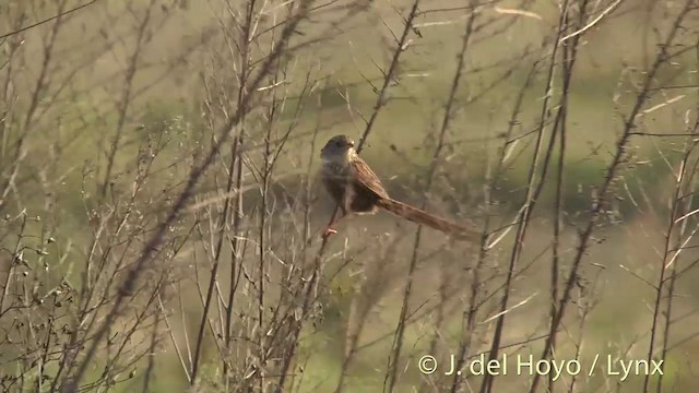 Striped Prinia - ML201412411