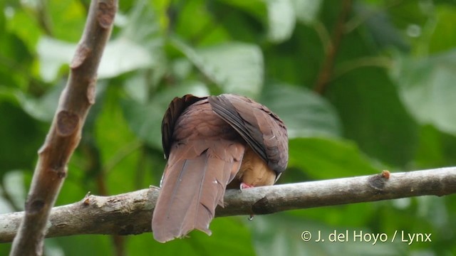 Sultan's Cuckoo-Dove (Sultan's) - ML201412441