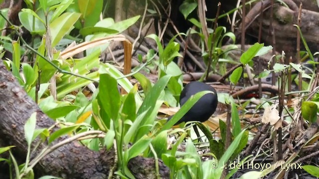 Dusky Megapode (Dusky) - ML201412471