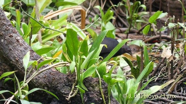 Dusky Megapode (Dusky) - ML201412481