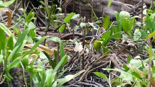 Dusky Megapode (Dusky) - ML201412491