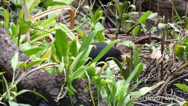 Dusky Megapode (Dusky) - ML201412501