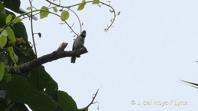 White-naped Monarch - ML201412511