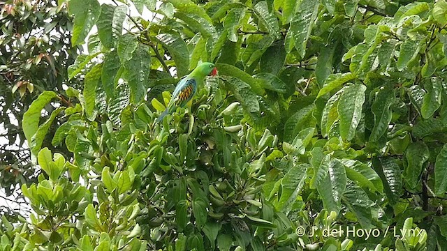 Great-billed Parrot - ML201412621