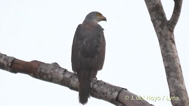 Variable Goshawk (Variable) - ML201412671