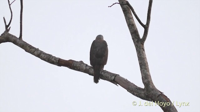 カワリオオタカ（hiogaster グループ） - ML201412681