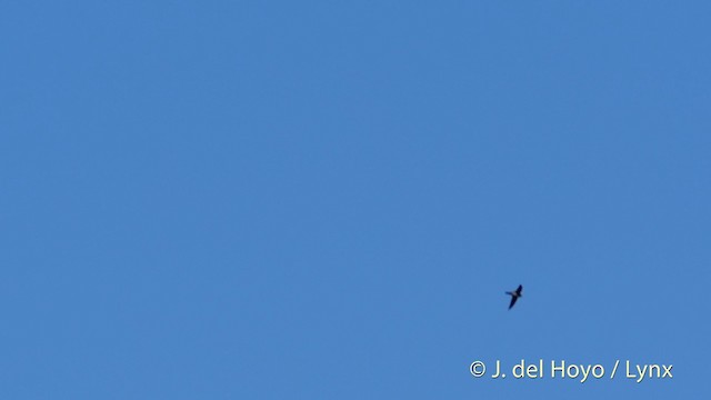 Uniform Swiftlet - ML201412691