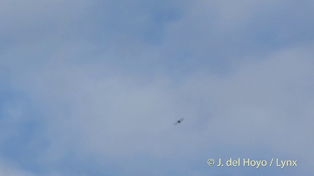 Uniform Swiftlet - ML201412701