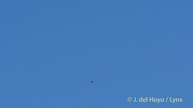 Uniform Swiftlet - ML201412711