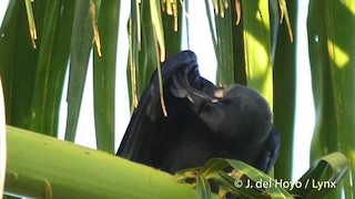  - Long-billed Crow