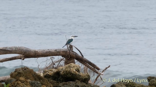 Alción Lagartijero (saurophagus) - ML201412921