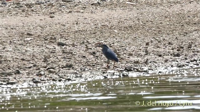 Striated Heron (Old World) - ML201412971