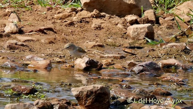 Western Bonelli's Warbler - ML201413111