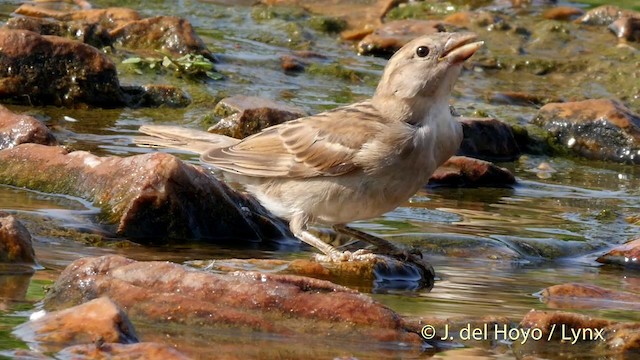 House Sparrow - ML201413151