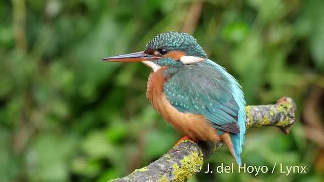 Common Kingfisher (Common) - ML201413301