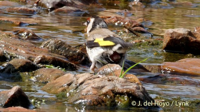 stehlík obecný [skupina carduelis] - ML201413411