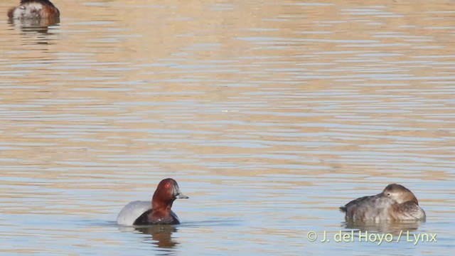 Common Pochard - ML201413531