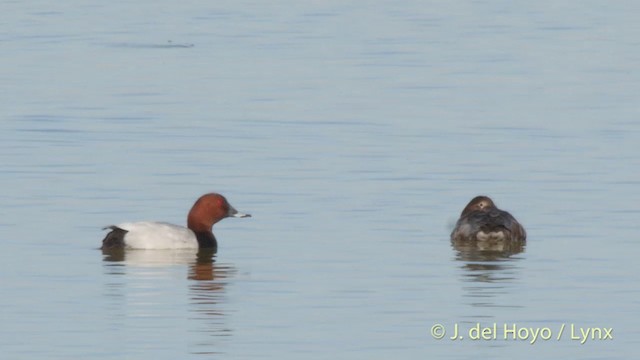 Common Pochard - ML201413541