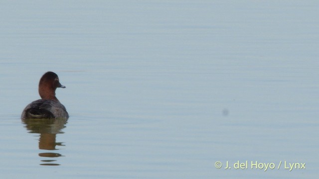 Common Pochard - ML201413551