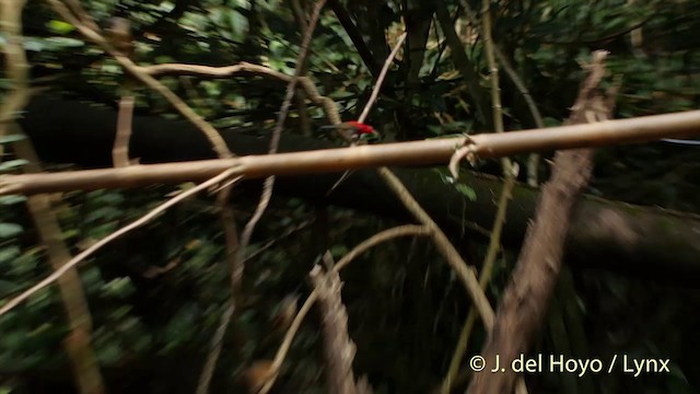 Crimson Sunbird (Goulpourah) - ML201413611