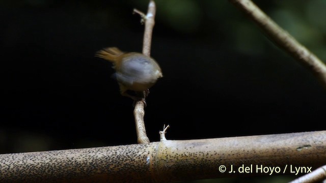 Brown-cheeked Fulvetta - ML201413621