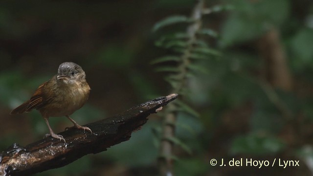 Brown-cheeked Fulvetta - ML201413631