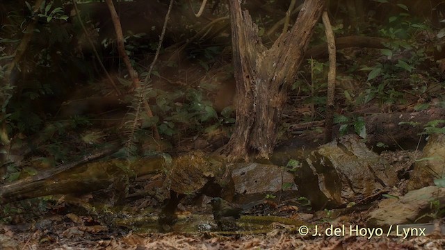 Brown-cheeked Fulvetta - ML201413641