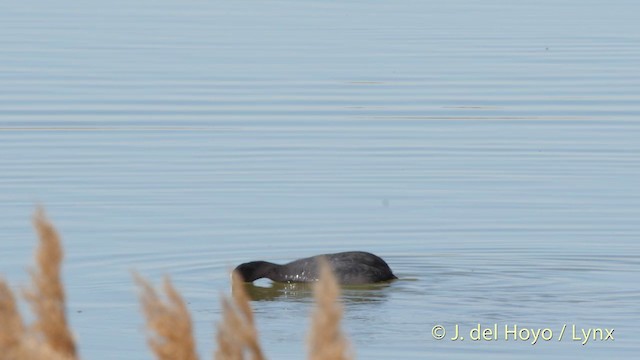 White-headed Duck - ML201413661