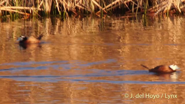 White-headed Duck - ML201413711