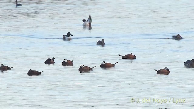 White-headed Duck - ML201413741