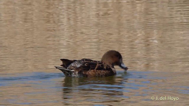 Eurasian Wigeon - ML201413761