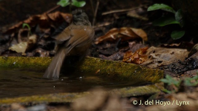 Brown-cheeked Fulvetta - ML201413771