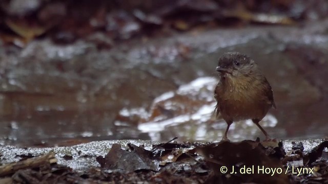 Brown-cheeked Fulvetta - ML201413791