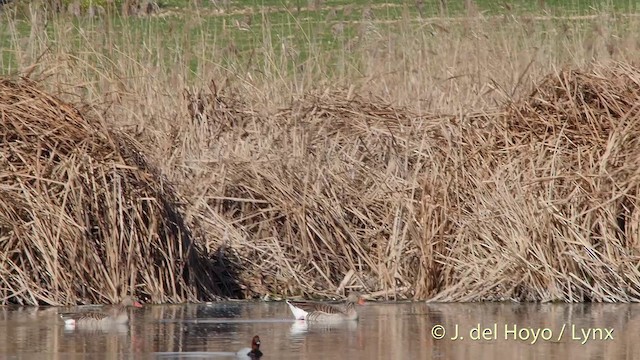 Graylag Goose (European) - ML201413801