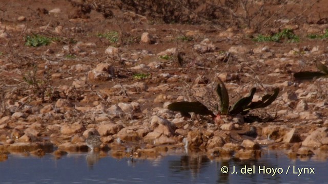 Little Stint - ML201413811