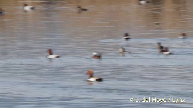 Red-crested Pochard - ML201413821