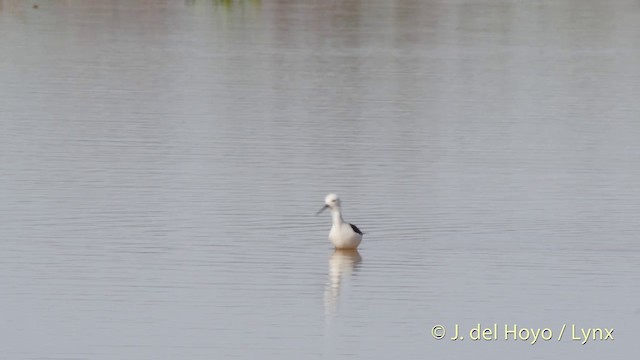 Black-winged Stilt - ML201413831