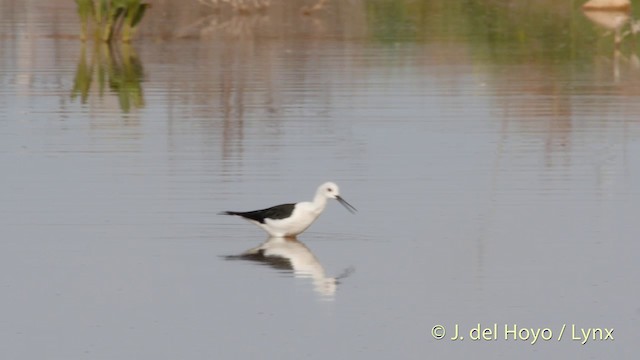 Échasse blanche - ML201413841