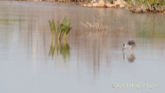 Échasse blanche - ML201413851