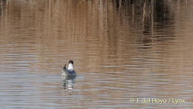 Black-headed Gull - ML201413861