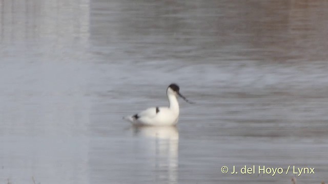 Pied Avocet - ML201413871