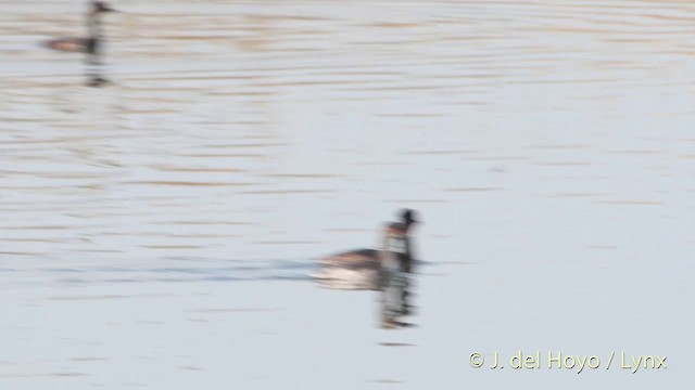 Eared Grebe - ML201413881