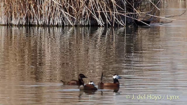 White-headed Duck - ML201413891