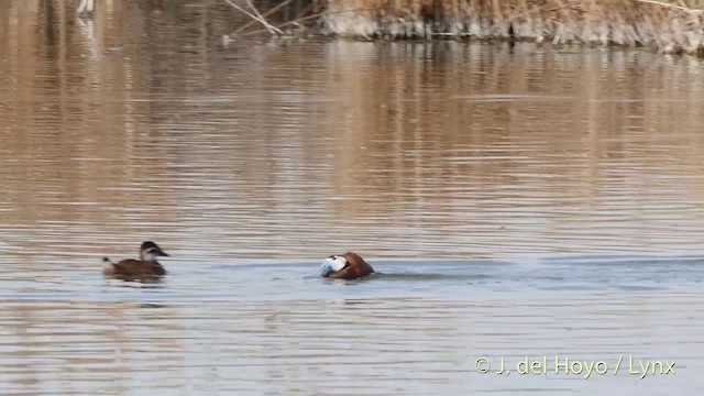 White-headed Duck - ML201413901