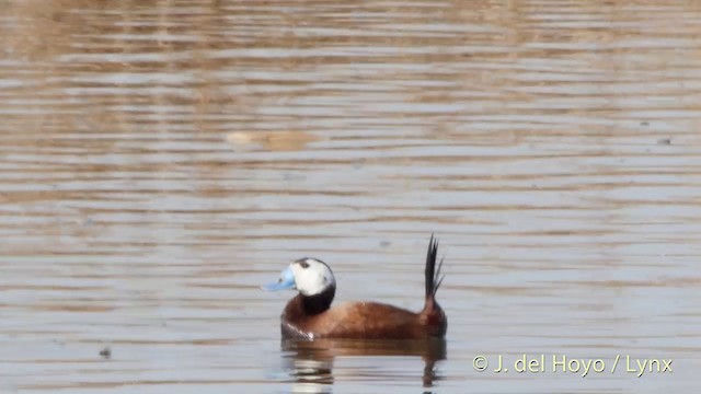 White-headed Duck - ML201413911